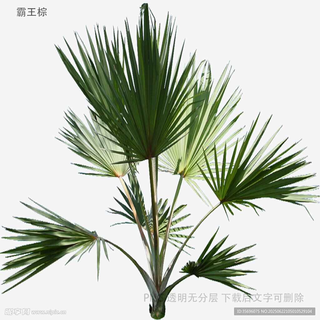 翠绿棕榈植物特写