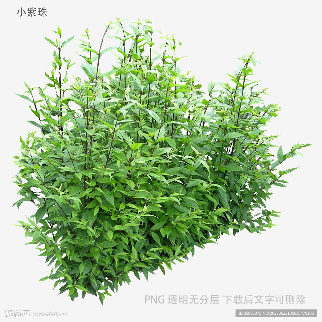 翠绿茂盛的绿植灌木