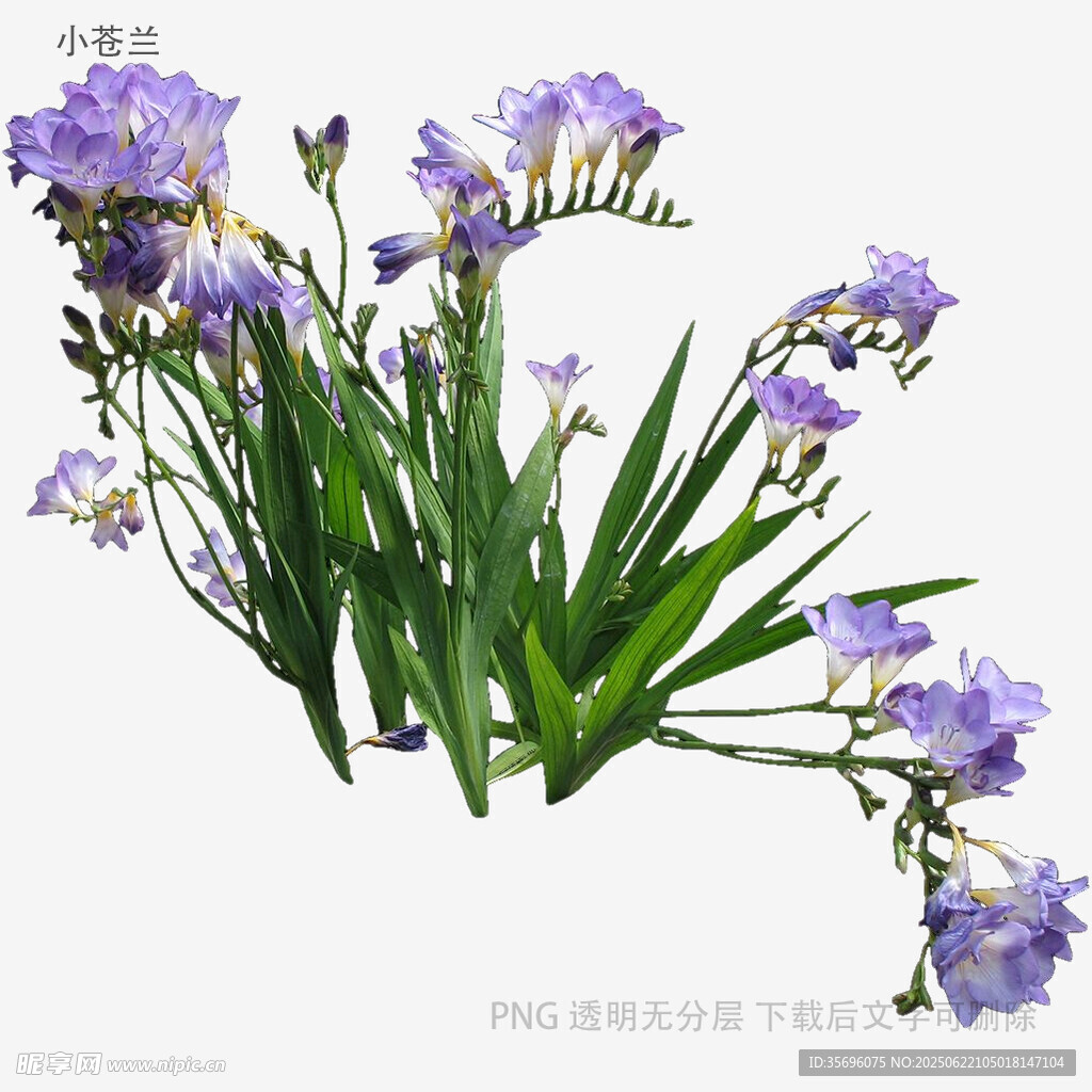 紫色花卉植物特写