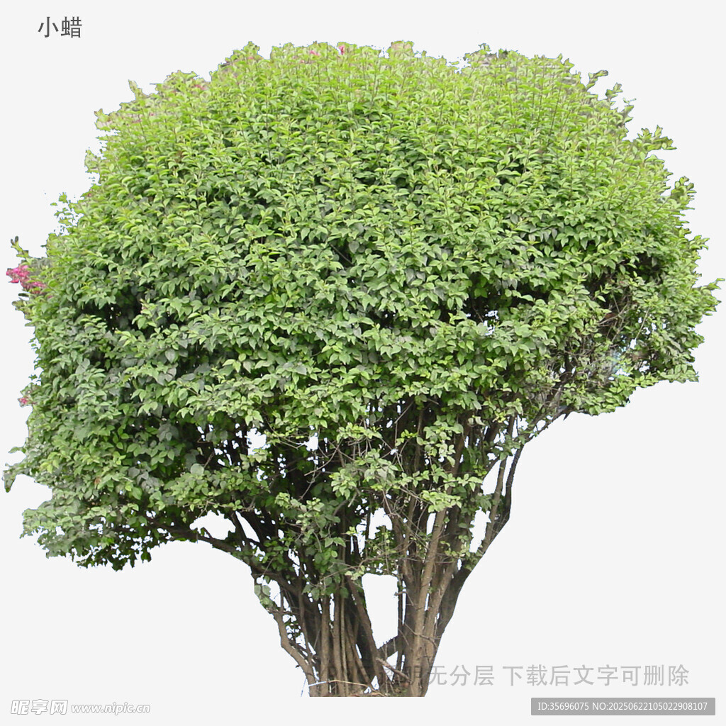 茂盛绿植盆栽树