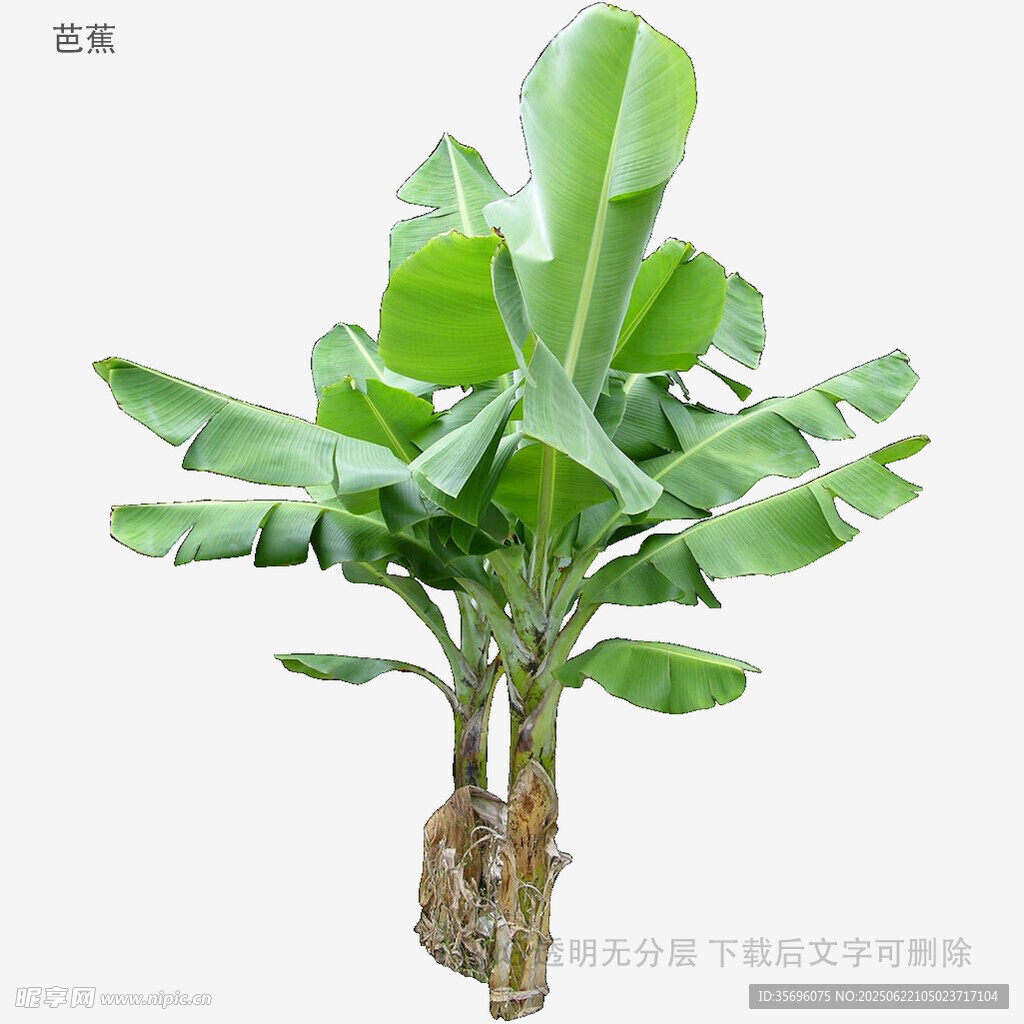 香蕉树苗特写