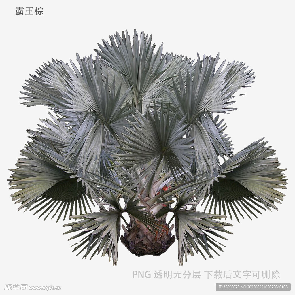 银扇棕植物3D模型展示