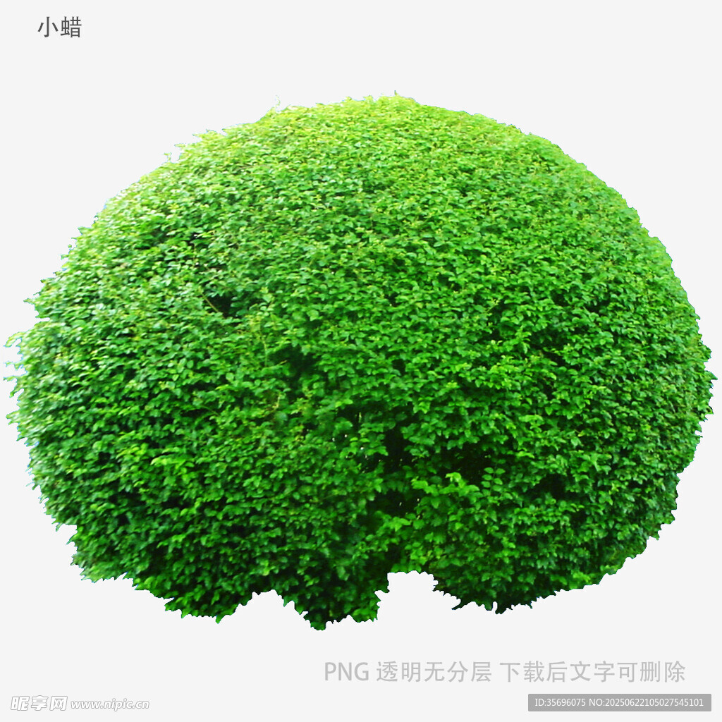 植物