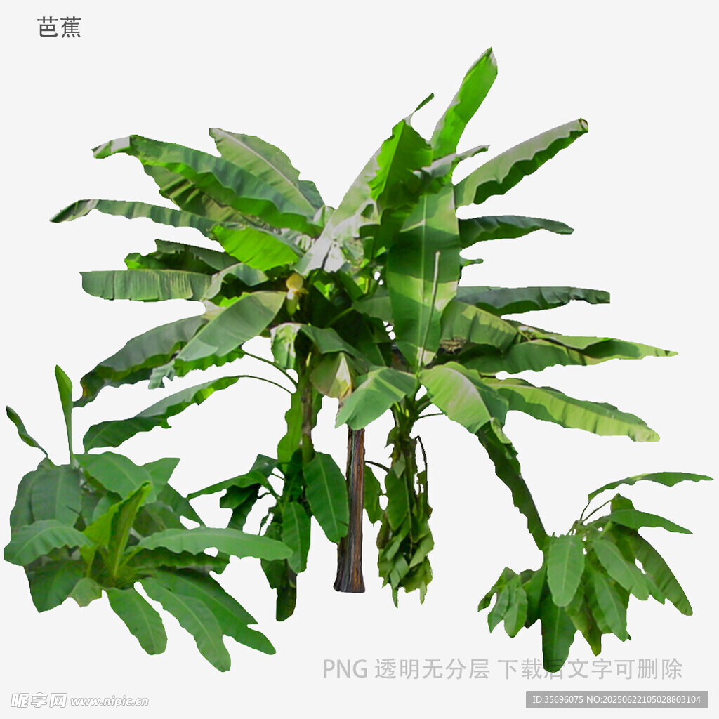 大型绿植香蕉树植物素材