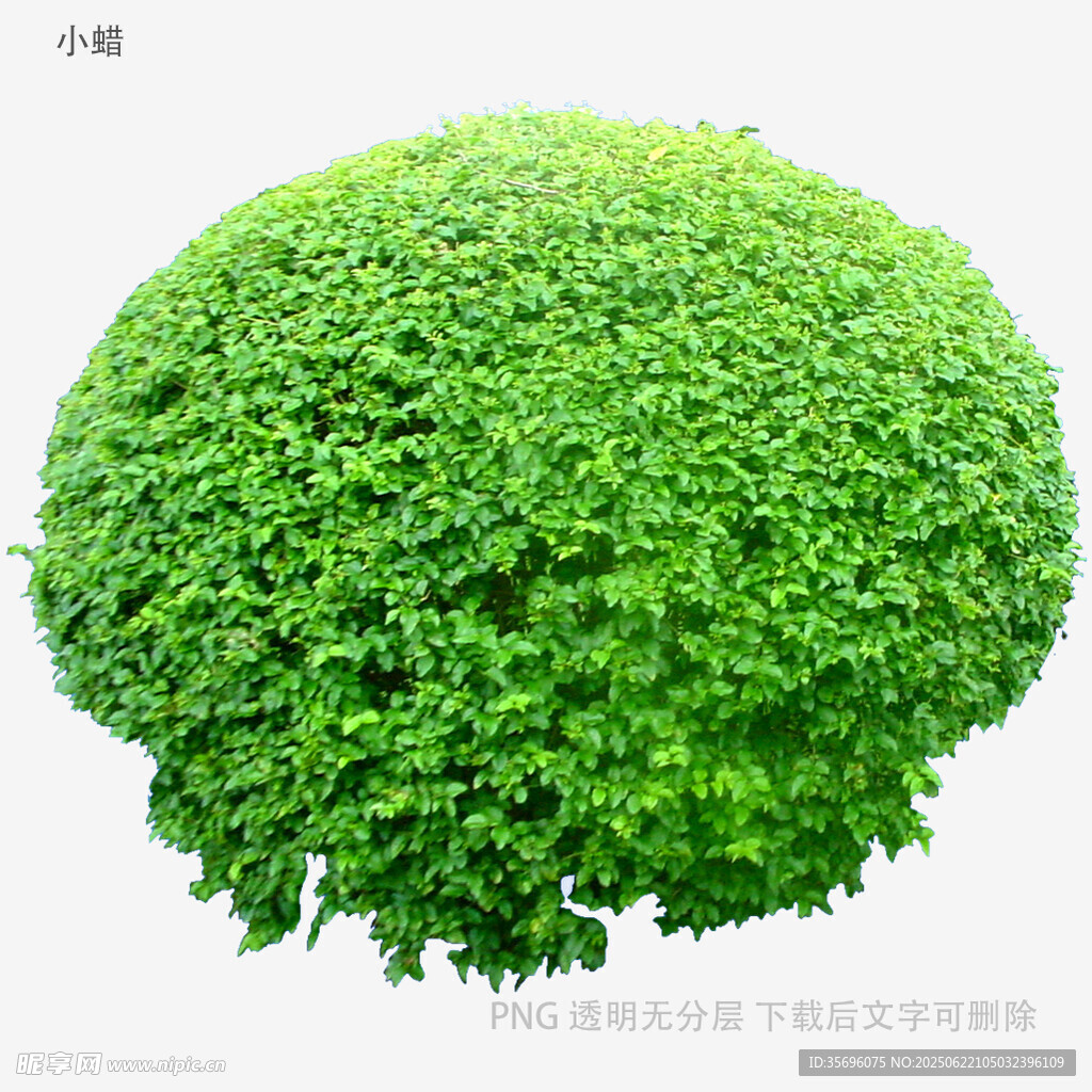 球形绿植