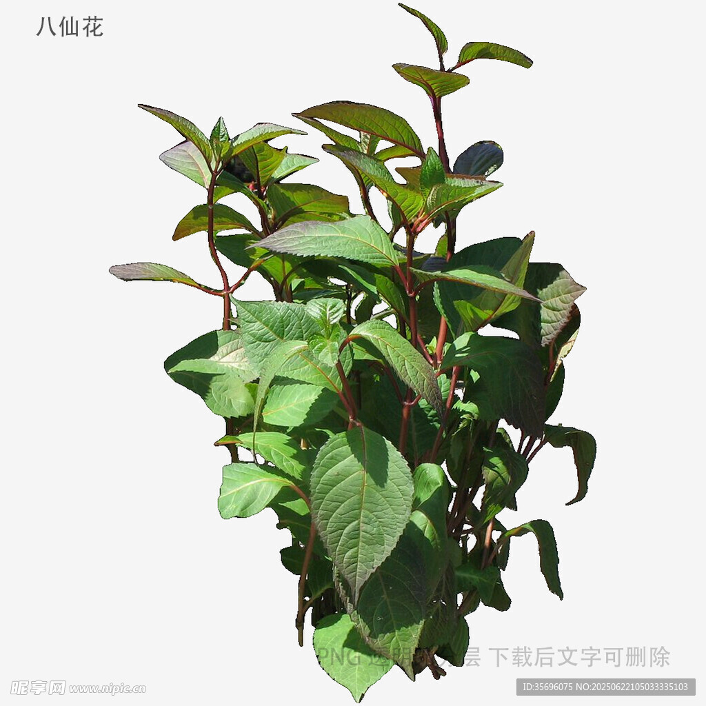 绿叶繁茂的室内绿植盆栽