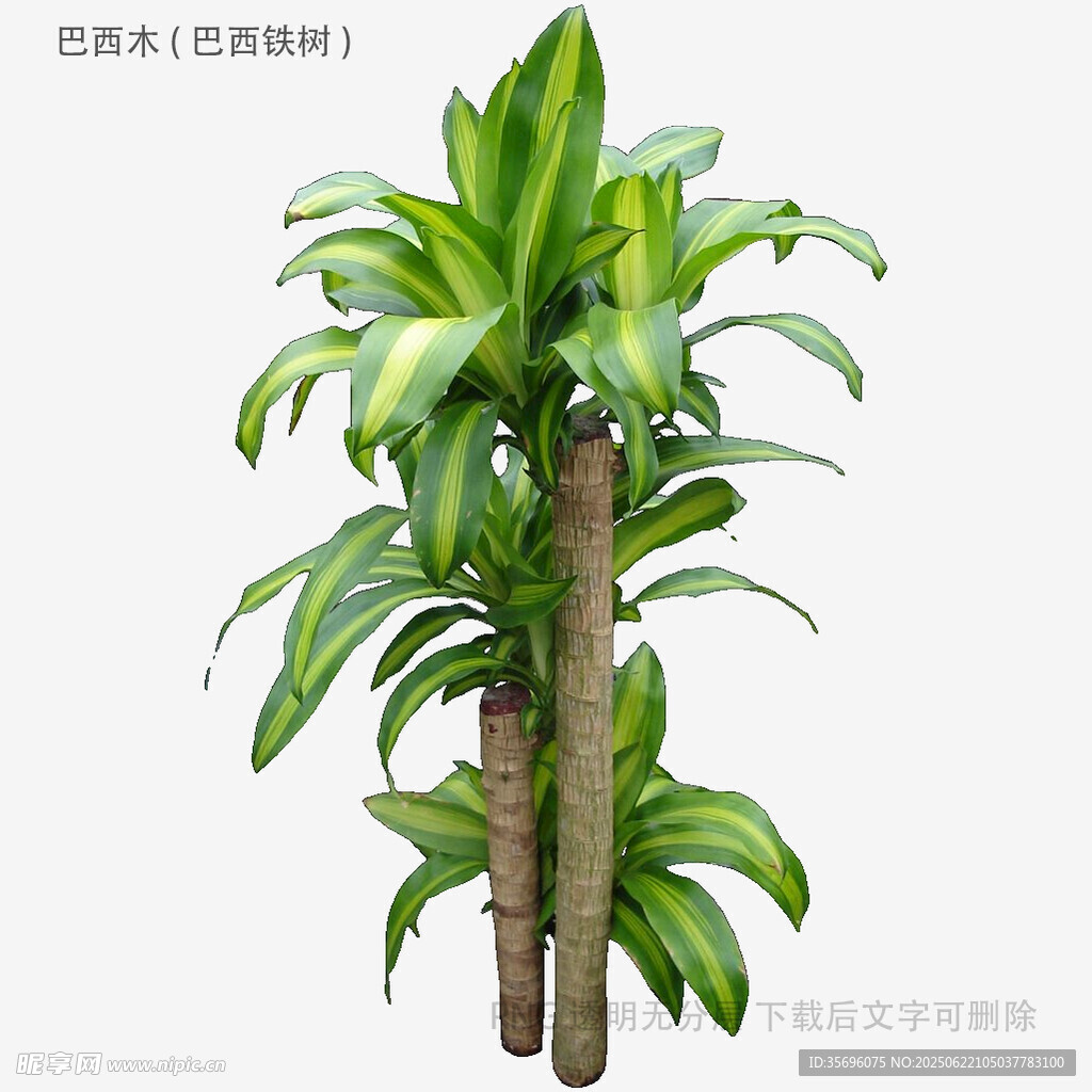 金边巴西铁绿植盆栽
