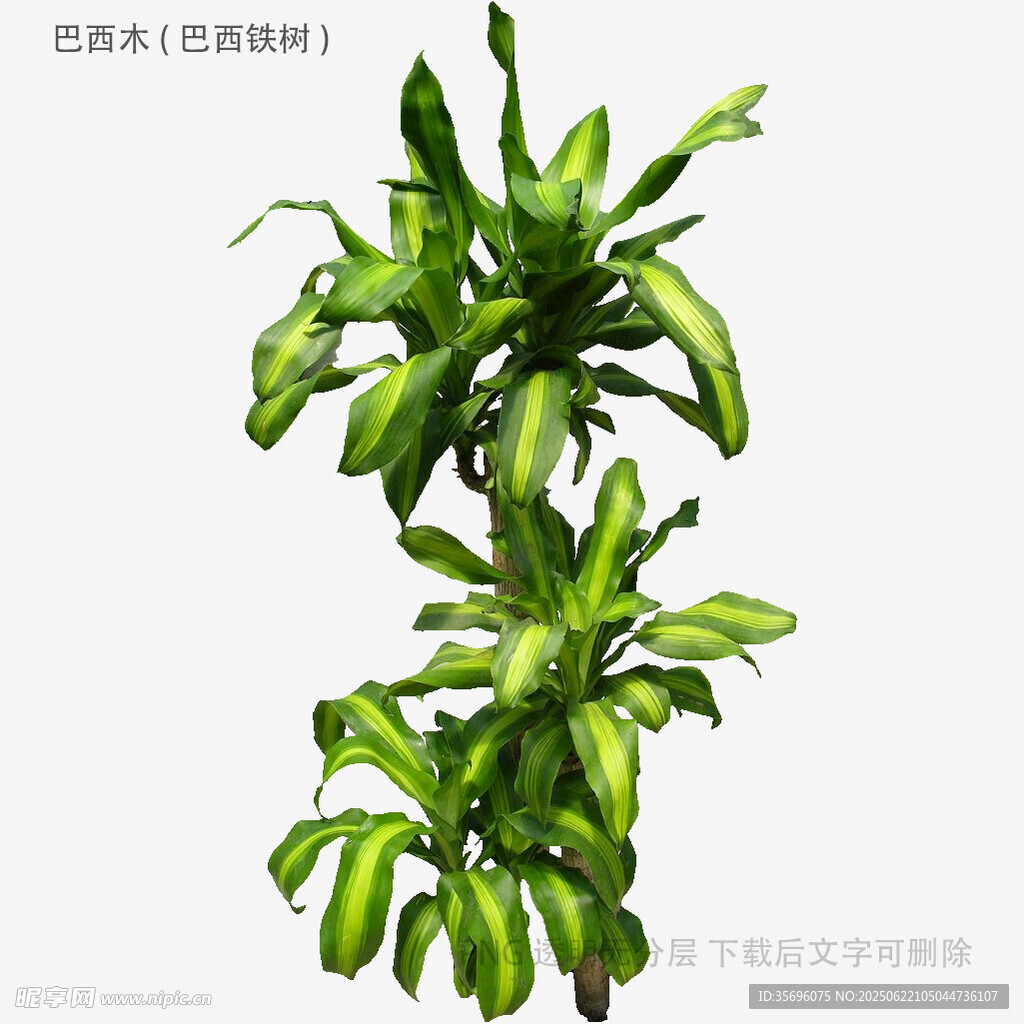 翠绿繁茂的室内绿植