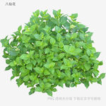 新鲜薄荷植株