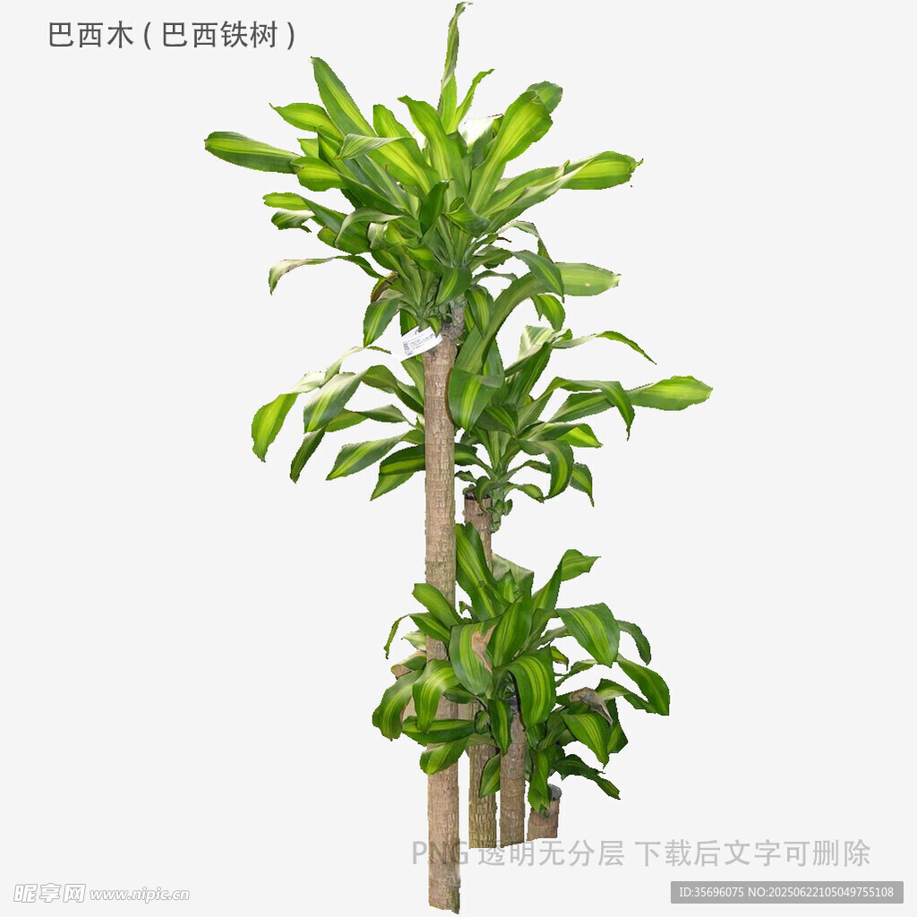 高大绿植盆栽展示