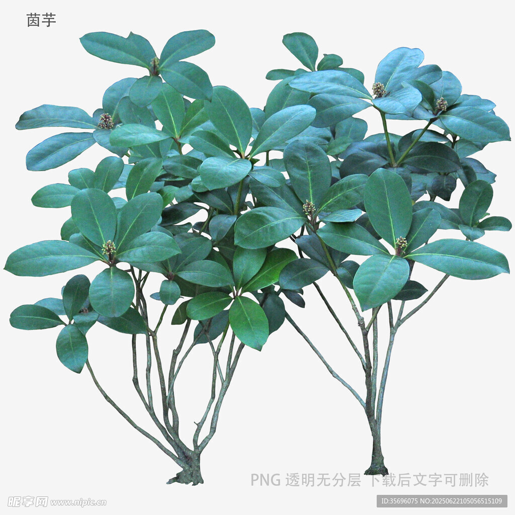 蓝绿色叶片植物3D模型