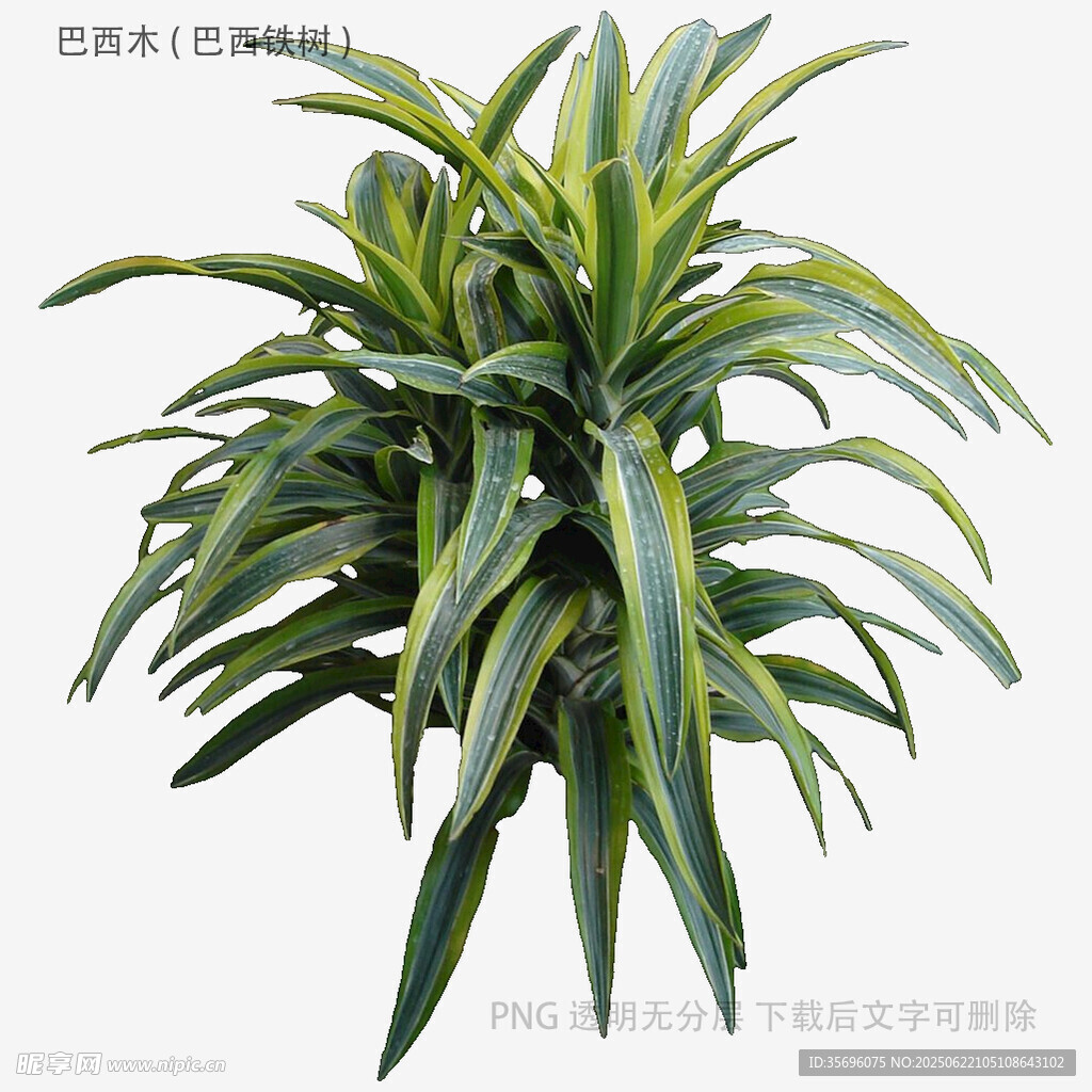金边吊兰绿植清新盆栽