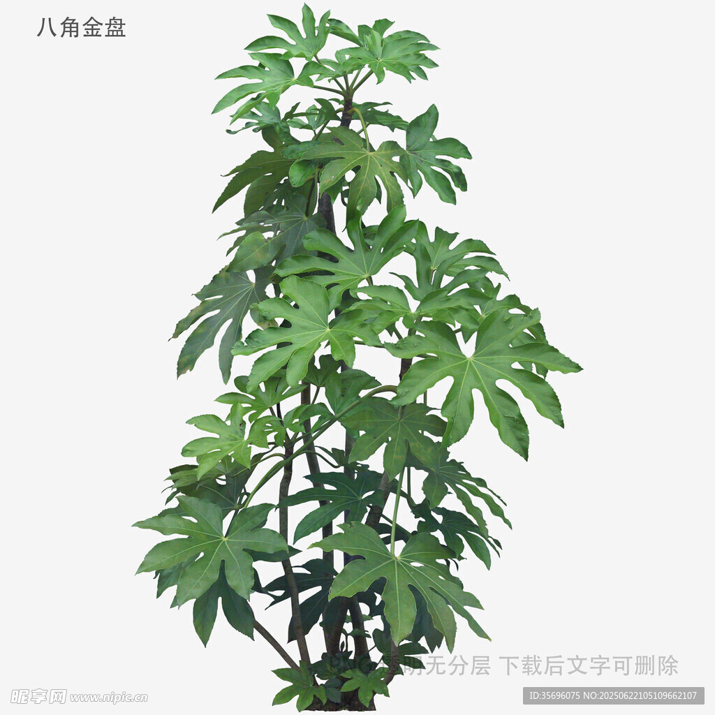 高大繁茂的八角金盘植物