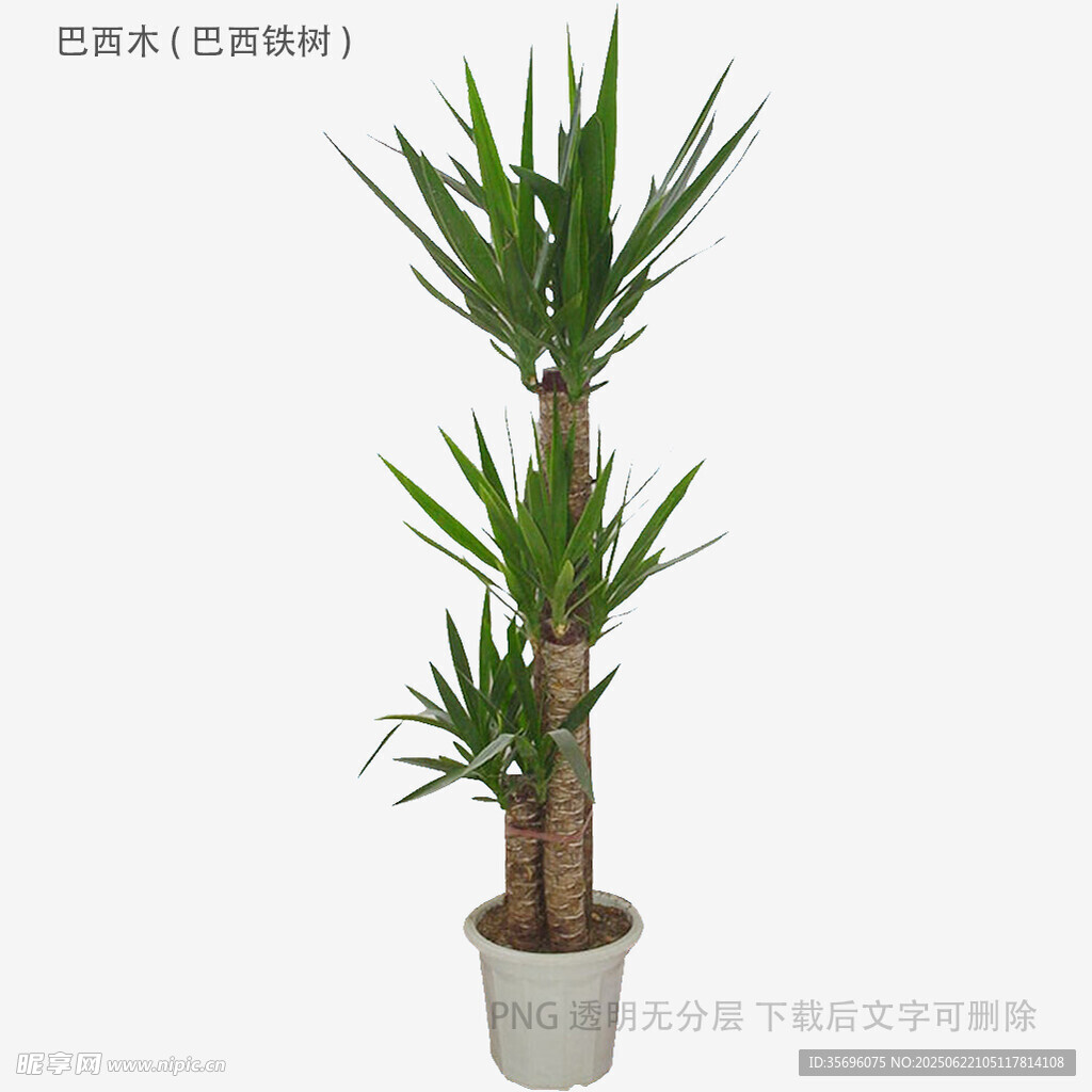 室内绿植龙血树盆栽