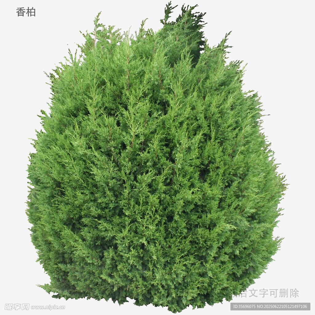 球形绿植特写