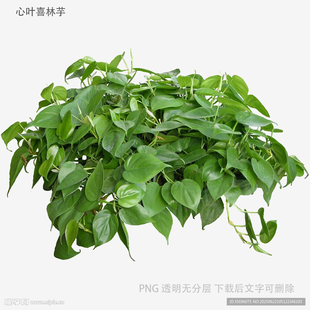 翠绿茂盛的垂吊绿萝