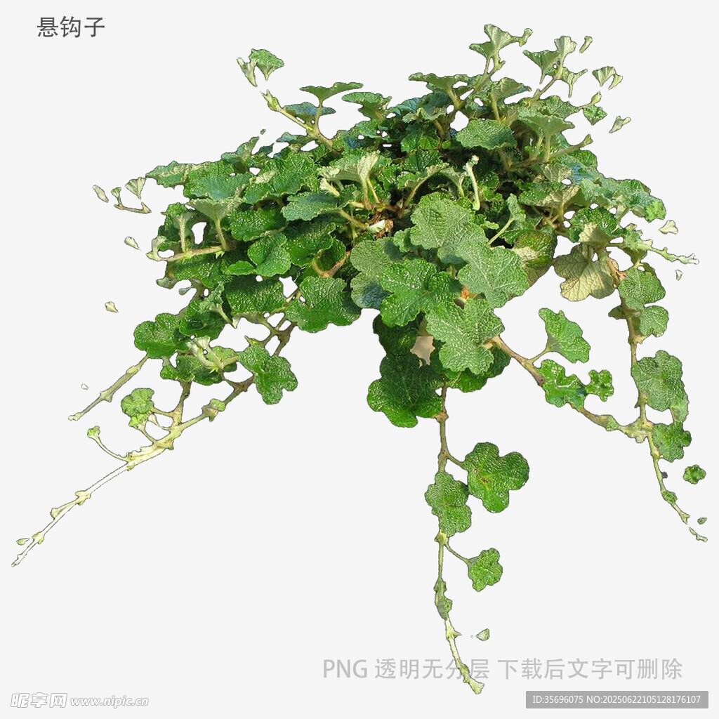 植物