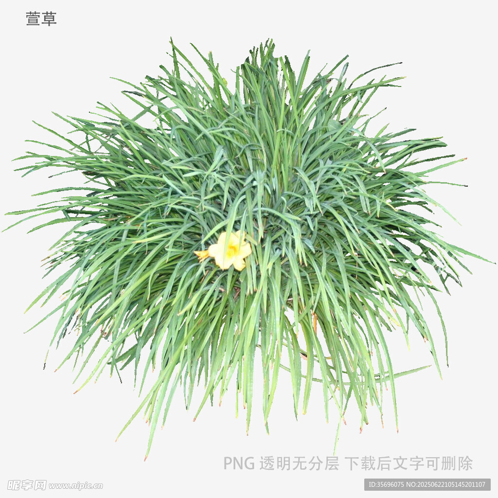 绿草中的黄色小花