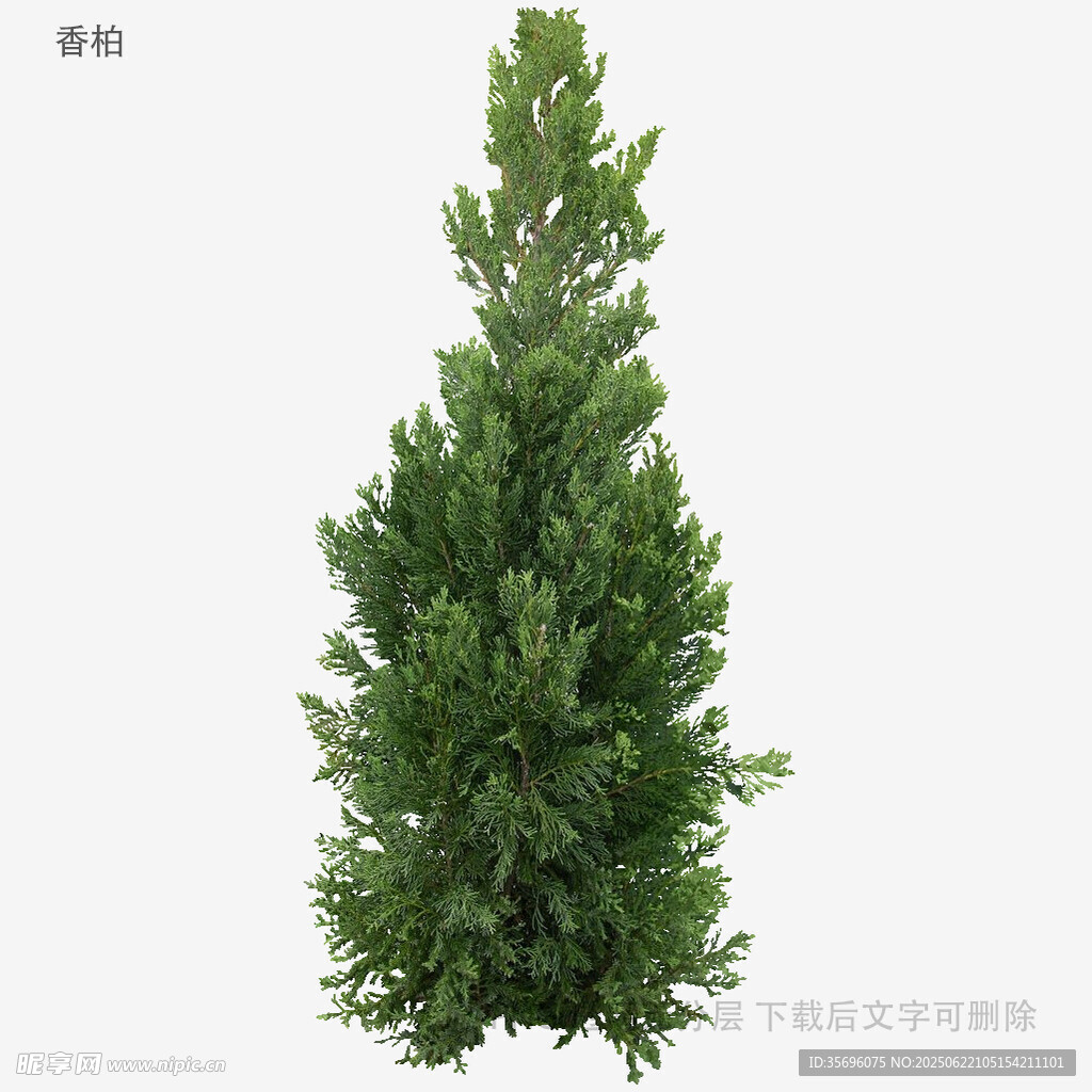 挺拔翠绿的锥形松树