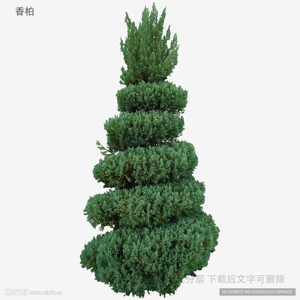 螺旋造型绿植