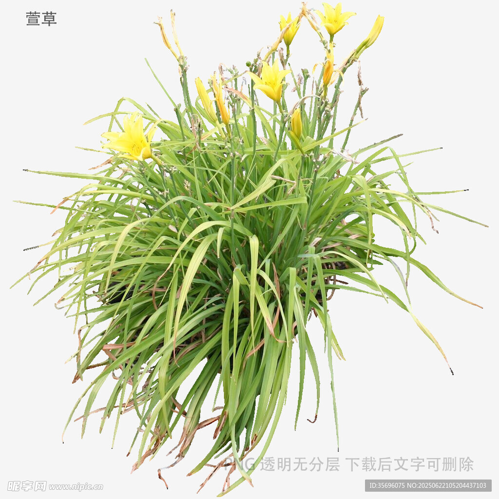 黄色萱草绿植盆栽