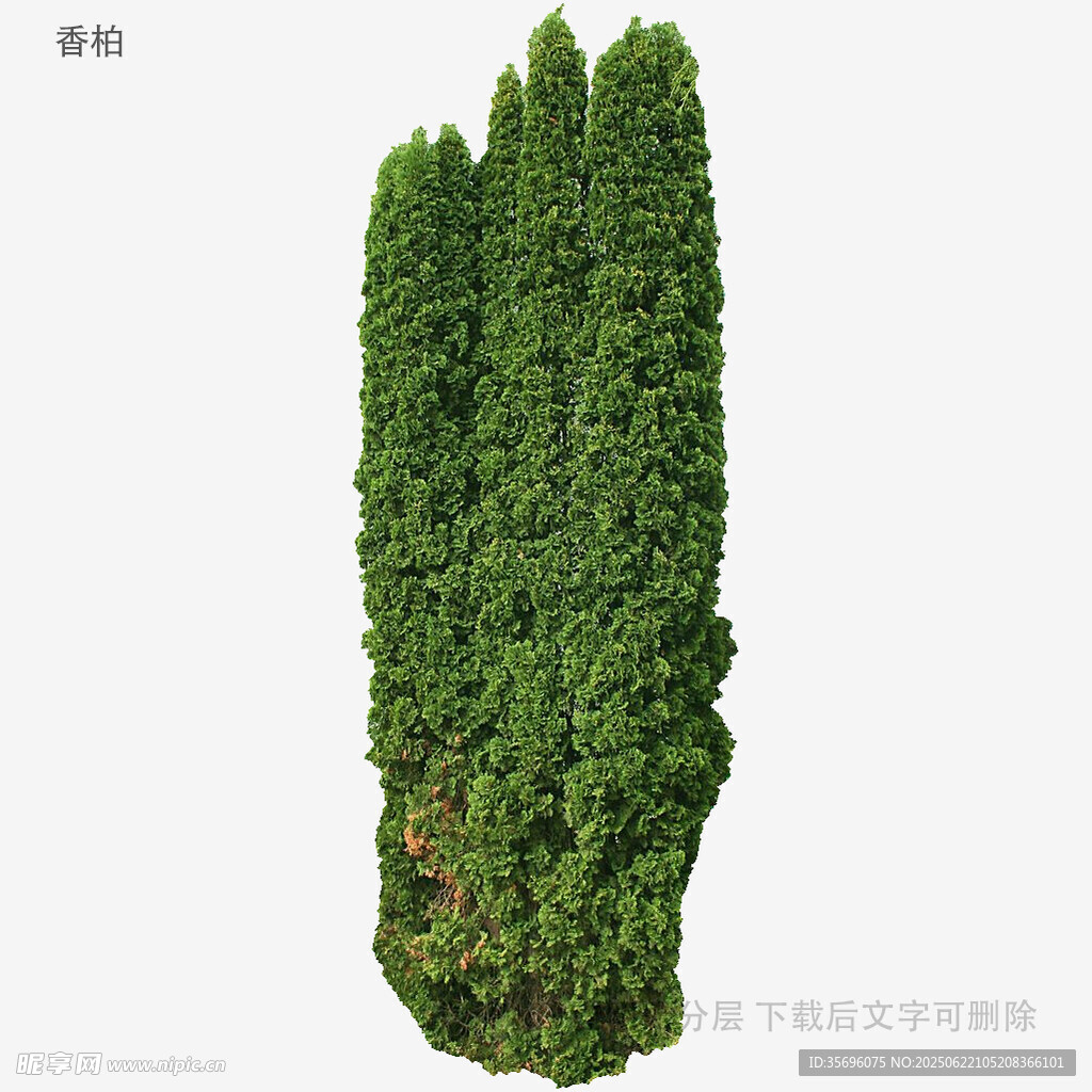 高耸翠绿的柱状柏树