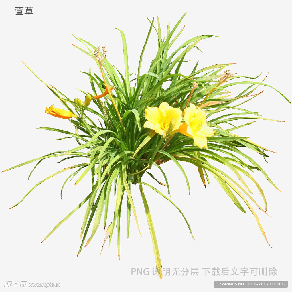 黄色萱草与翠绿草叶组合