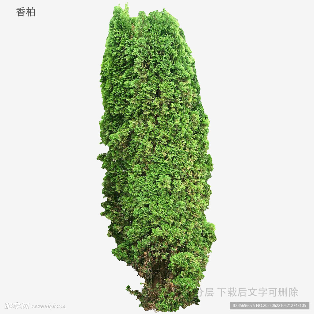 高耸翠绿的锥形树木