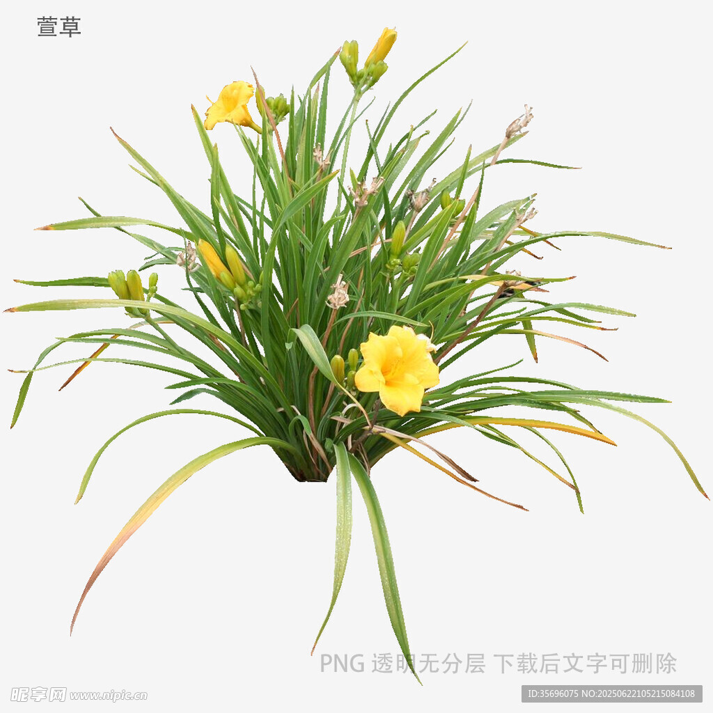 黄色萱草盆栽植物花卉