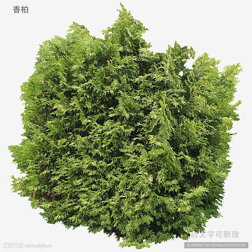 翠绿茂盛的球状绿植