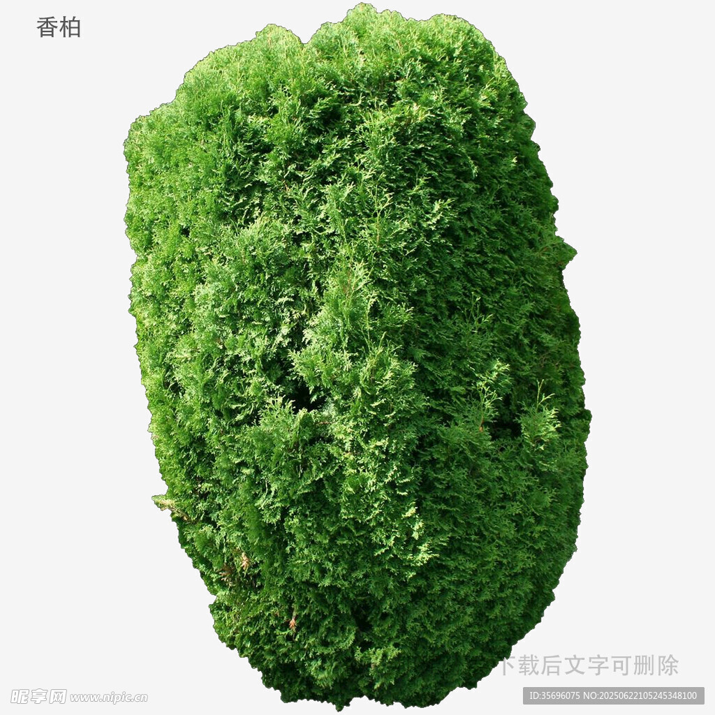 绿色茂密植物造型