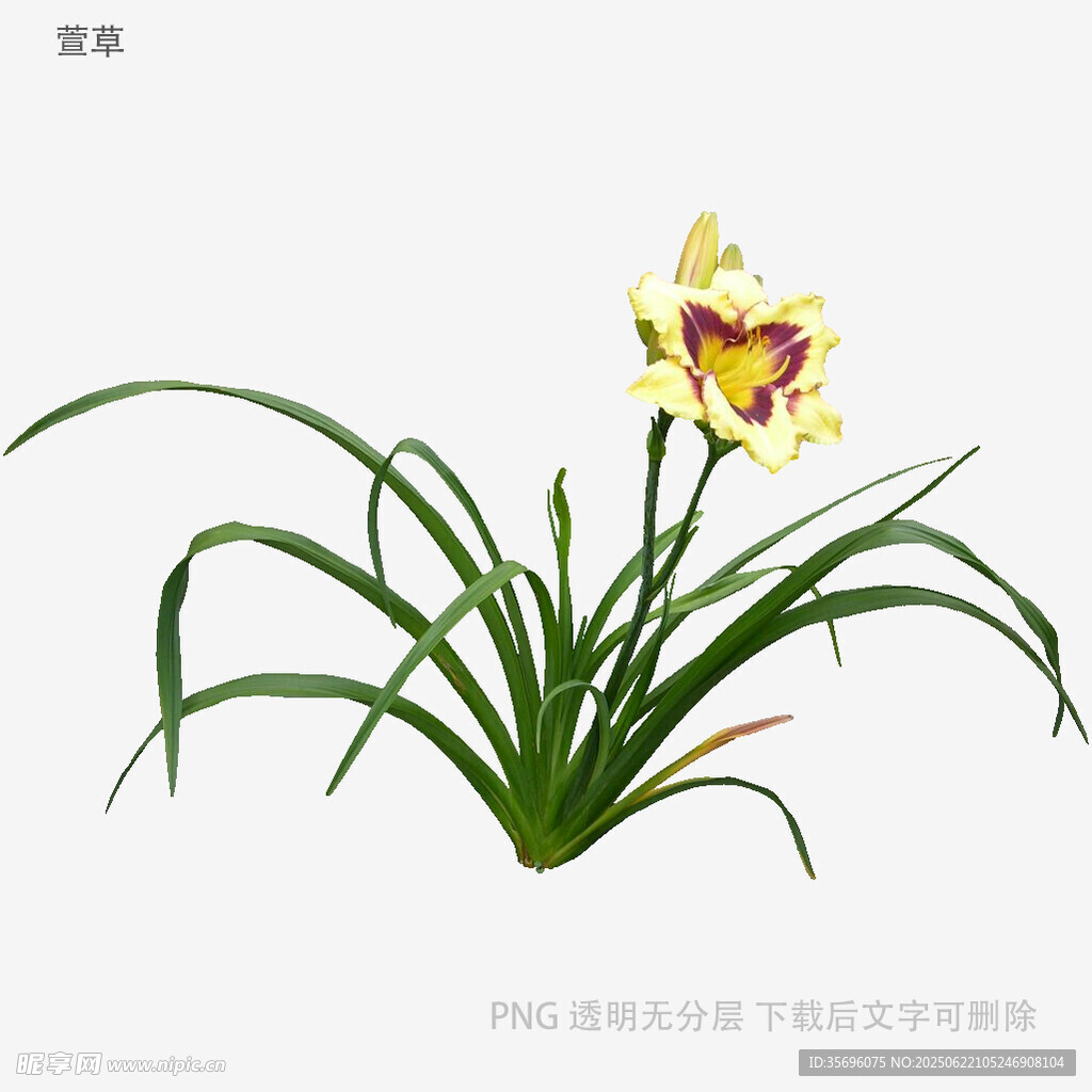 黄色兰花绽放