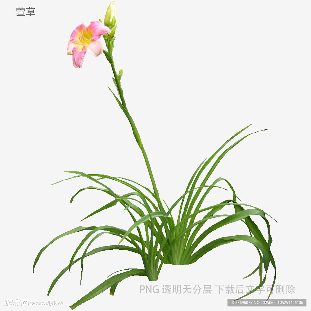 粉色单花绿植特写