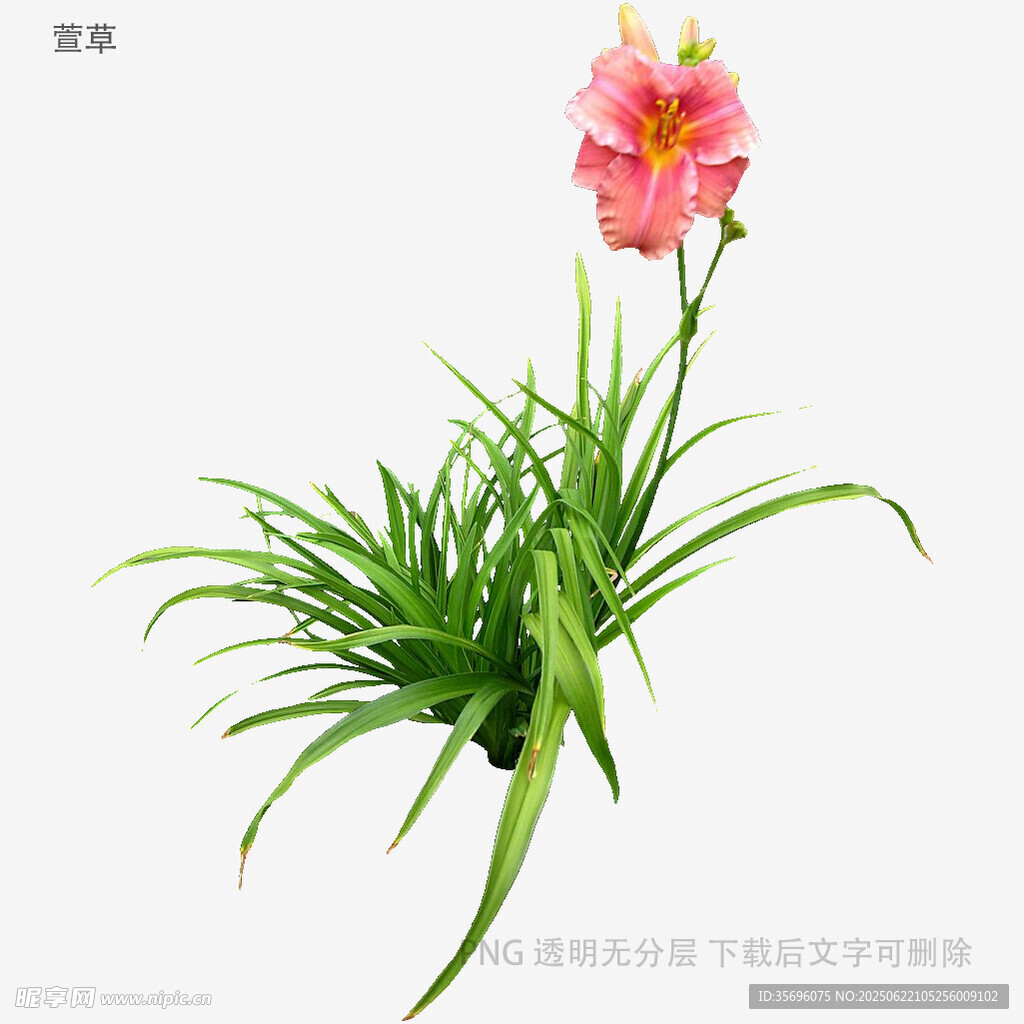 粉色萱草配翠绿叶片
