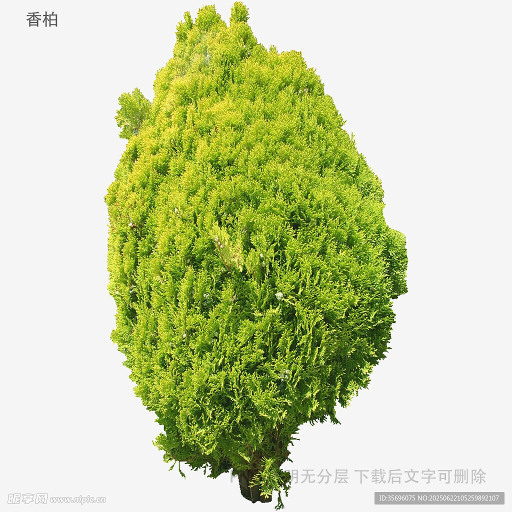 翠绿球形灌木植物特写