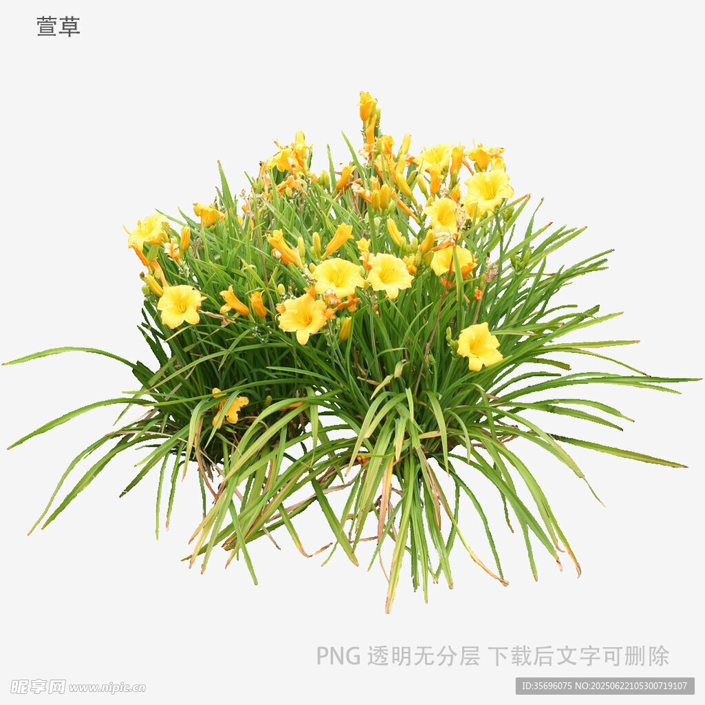 黄色鸢尾花绿植特写