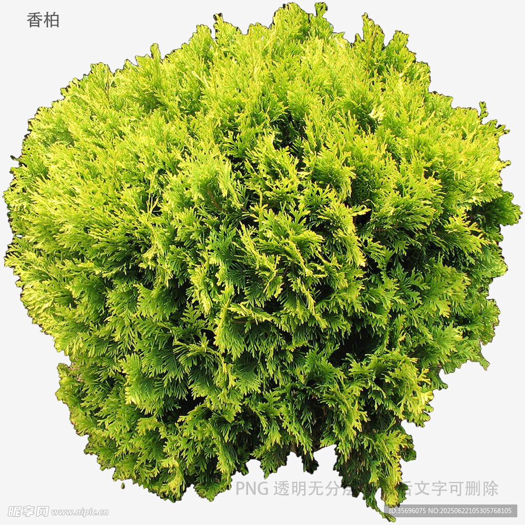 植物