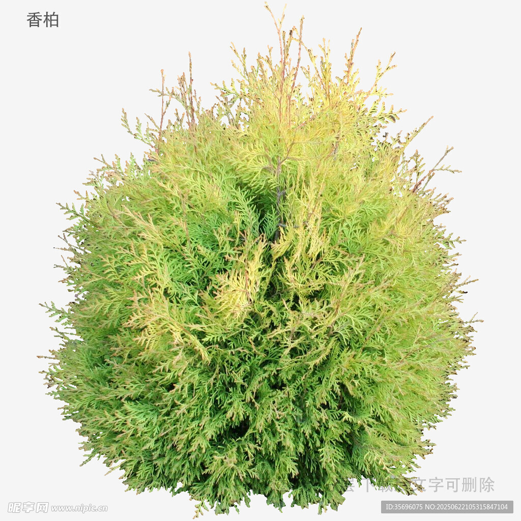 球形绿植特写