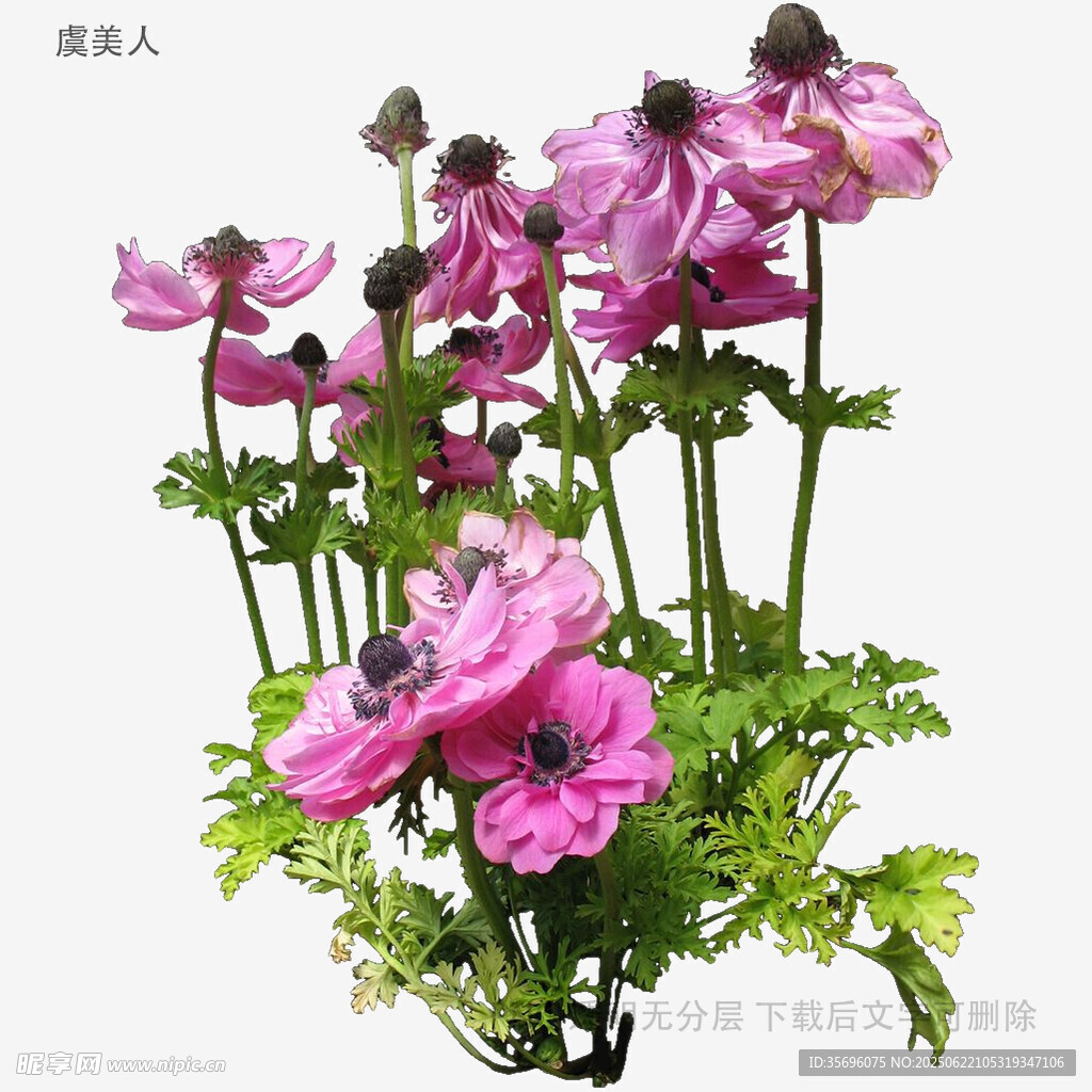 美丽银莲花插花展示