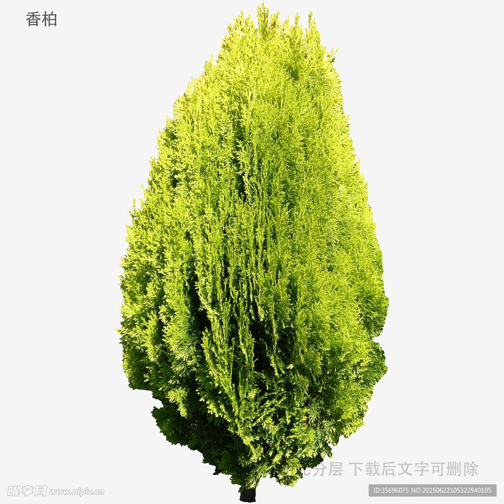 翠绿蓬松的独特绿植