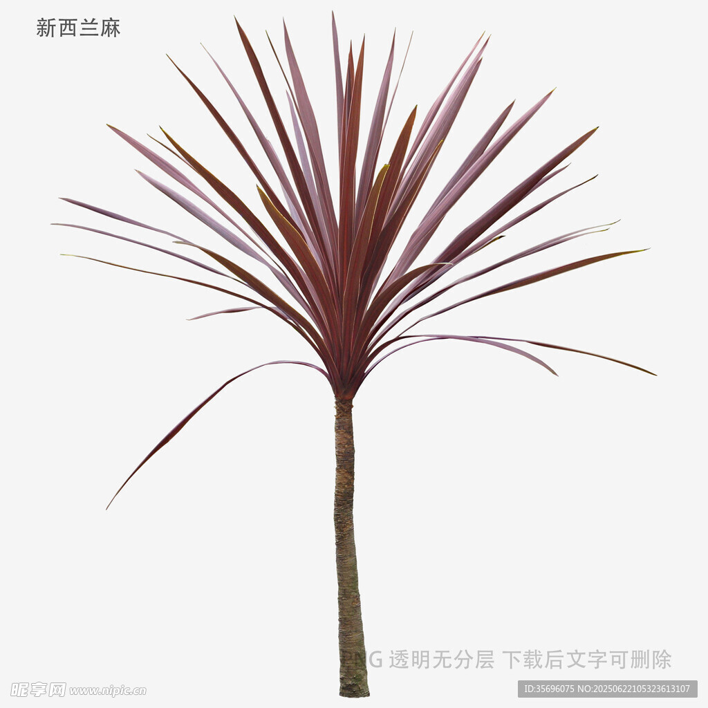 紫叶龙血树植物3D模型