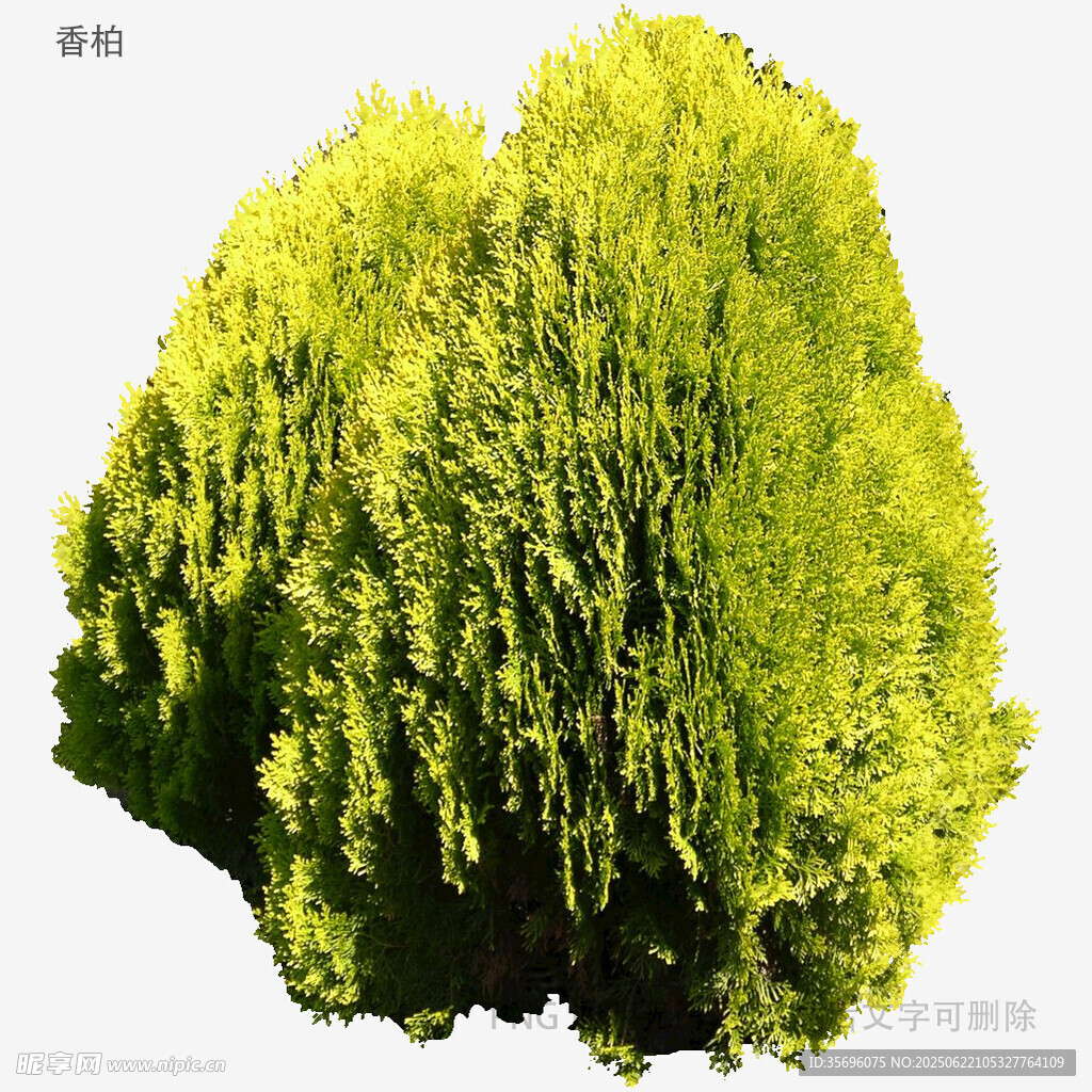 翠绿茂密的灌木植物