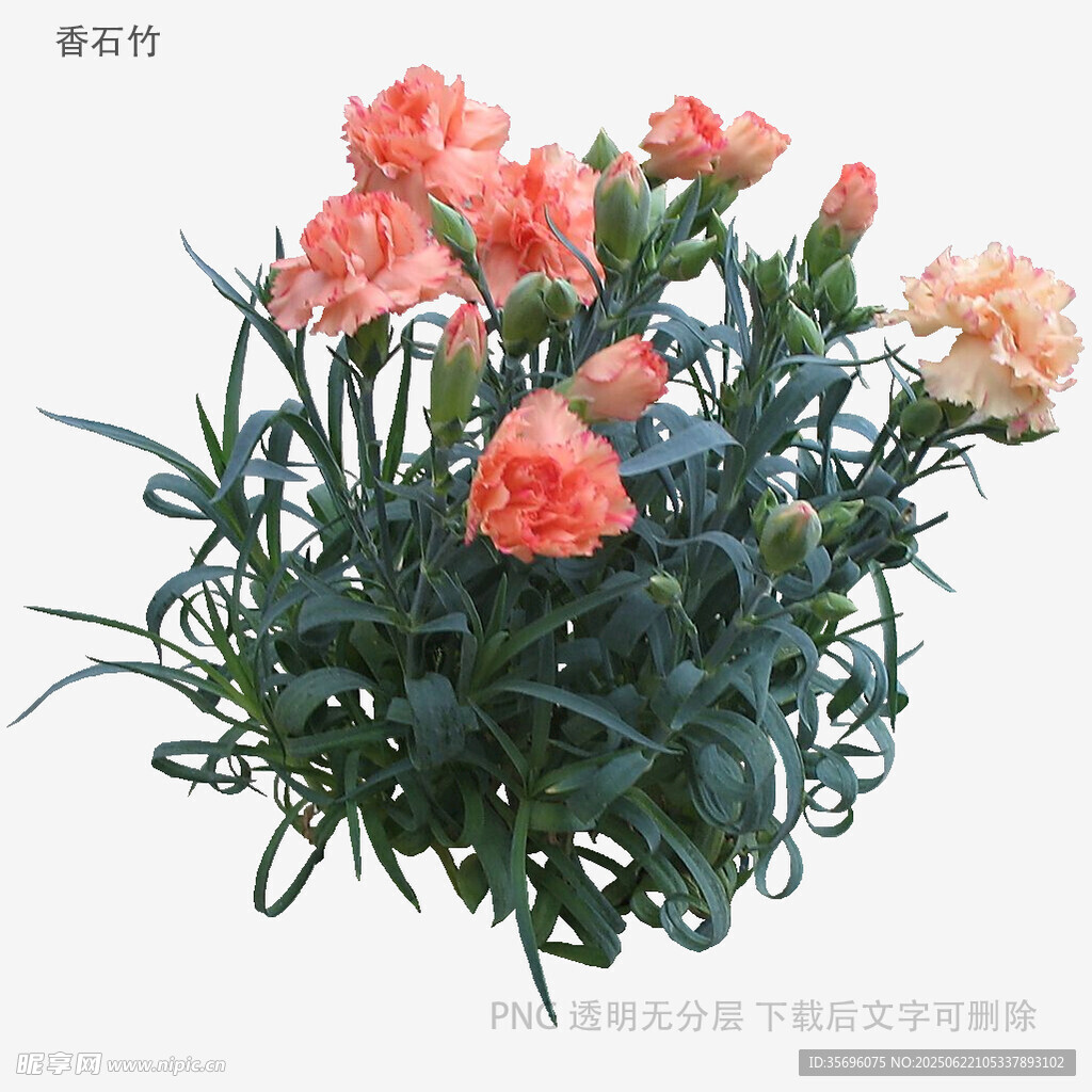 粉色康乃馨花束特写