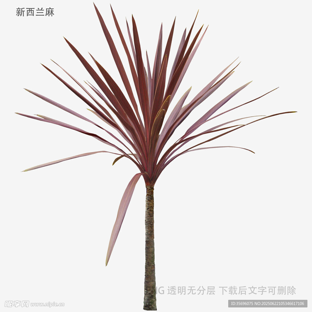 紫叶龙血树植物特写