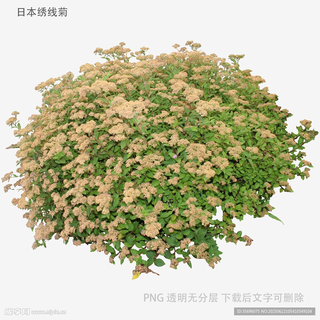 球状绿植花卉植物素材