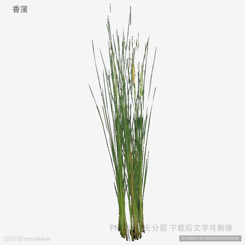 葱郁水生植物