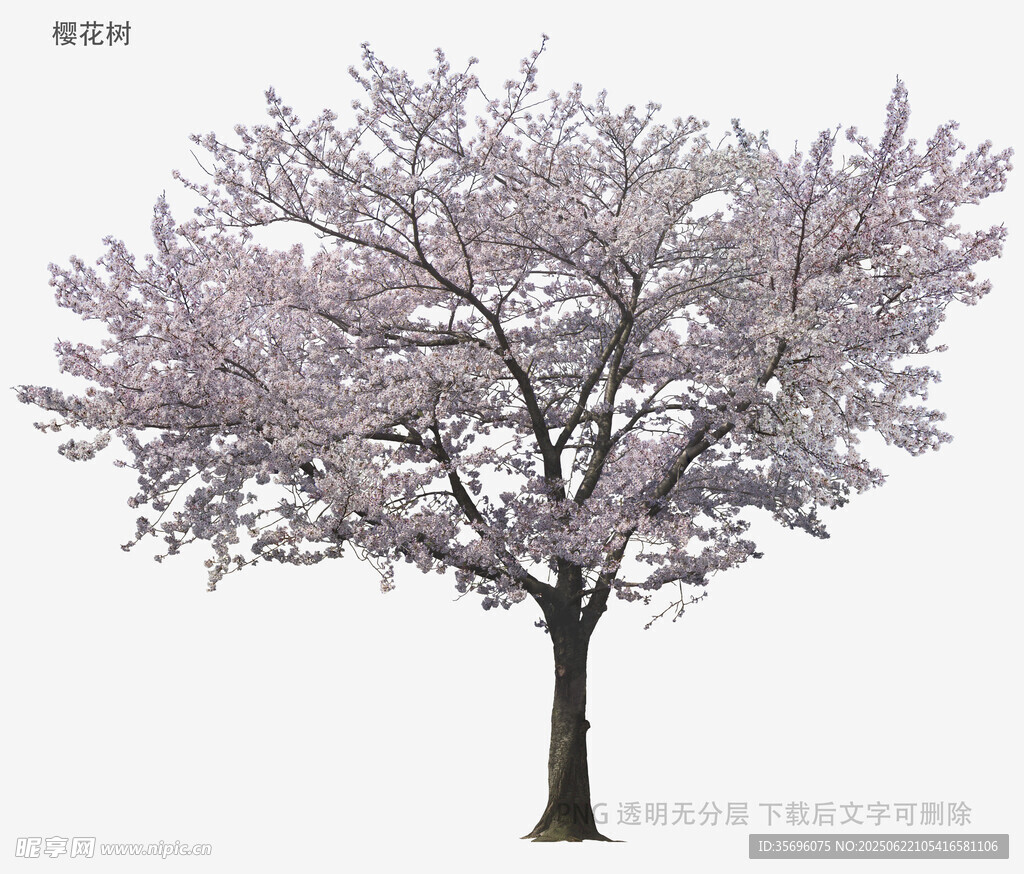 盛开的粉色樱花树