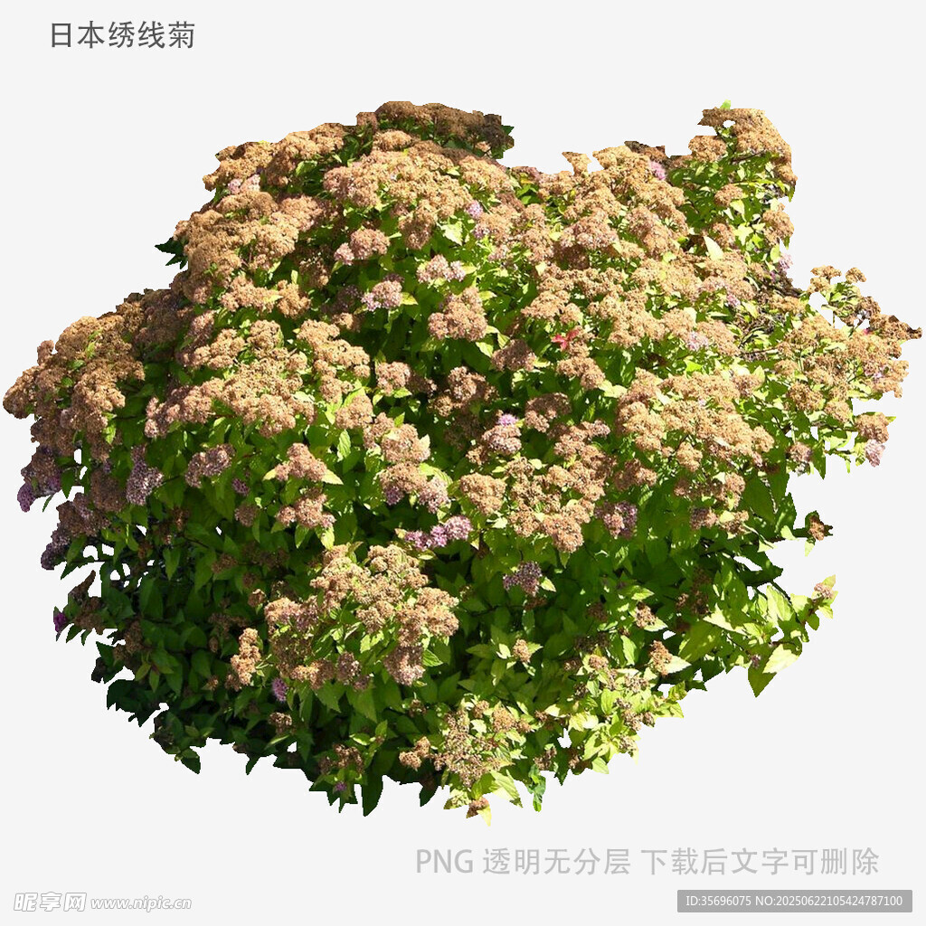 景天科植物3D模型
