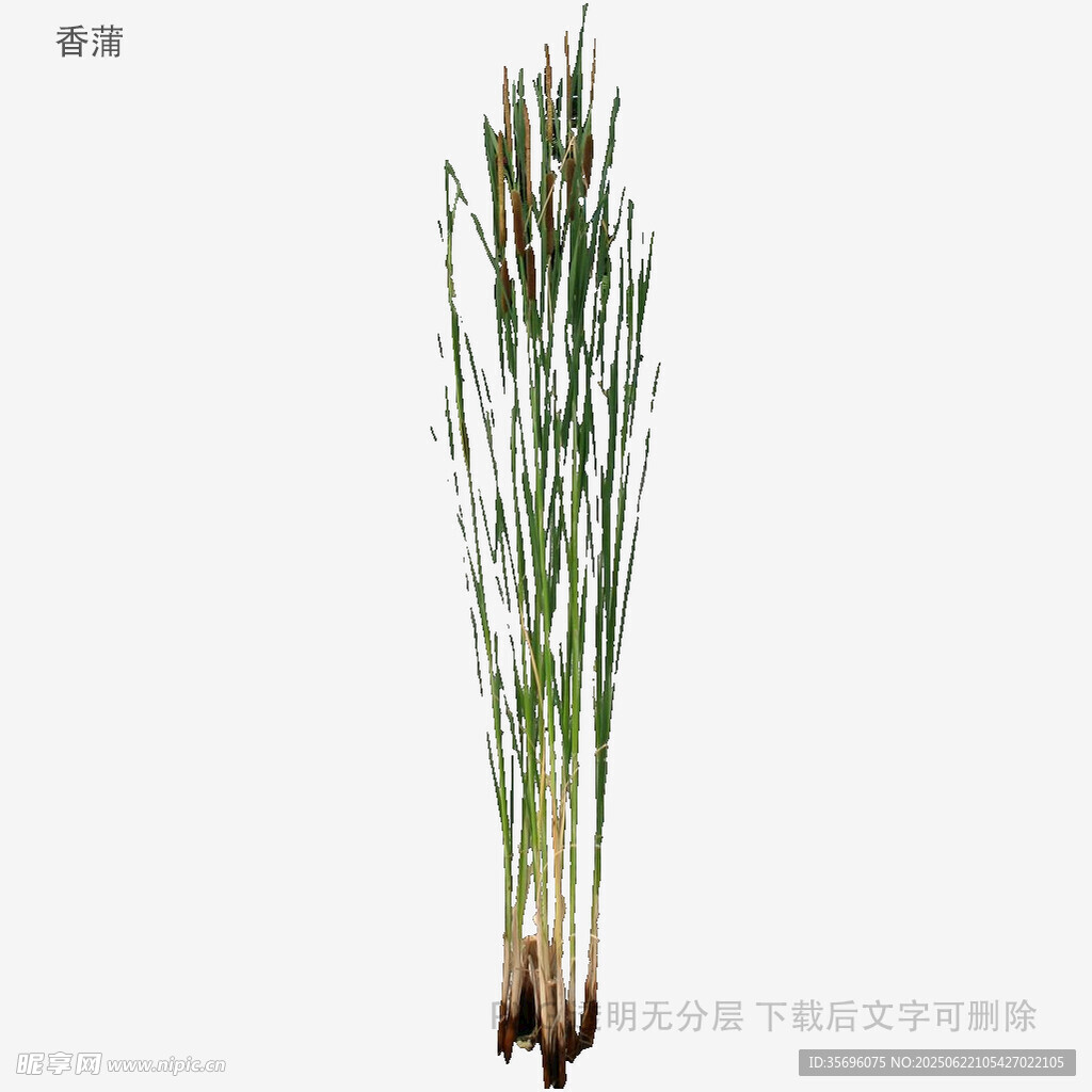 芦苇植株特写