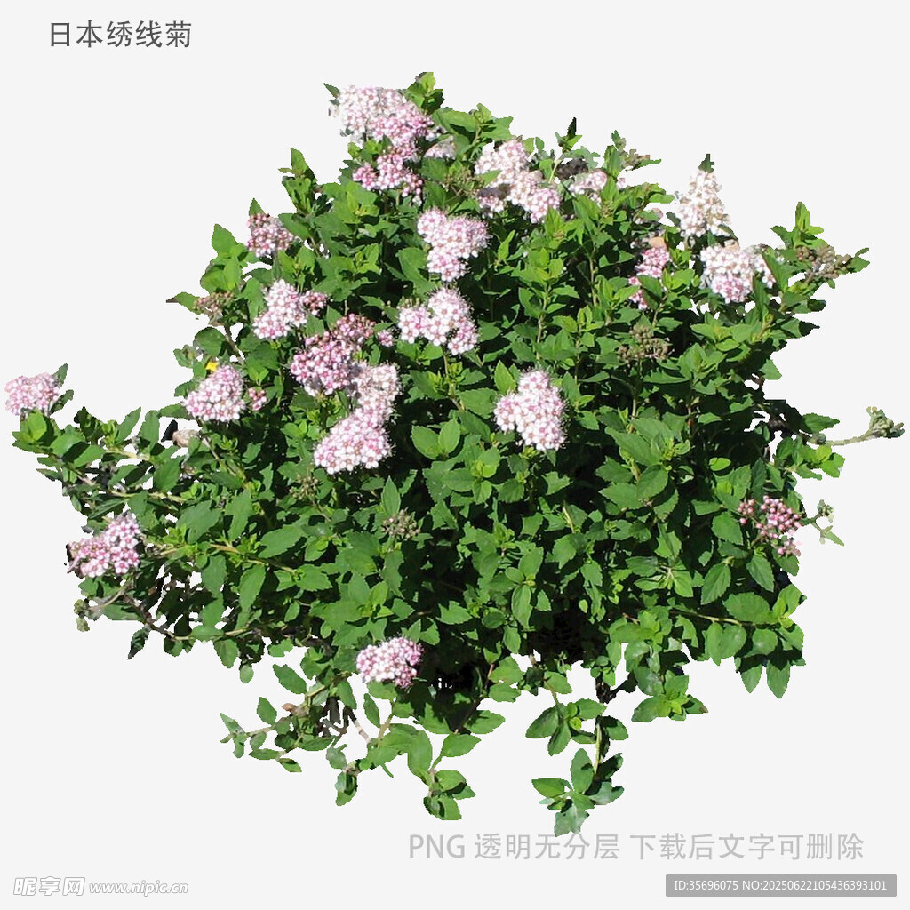 粉色繁花绿植盆栽